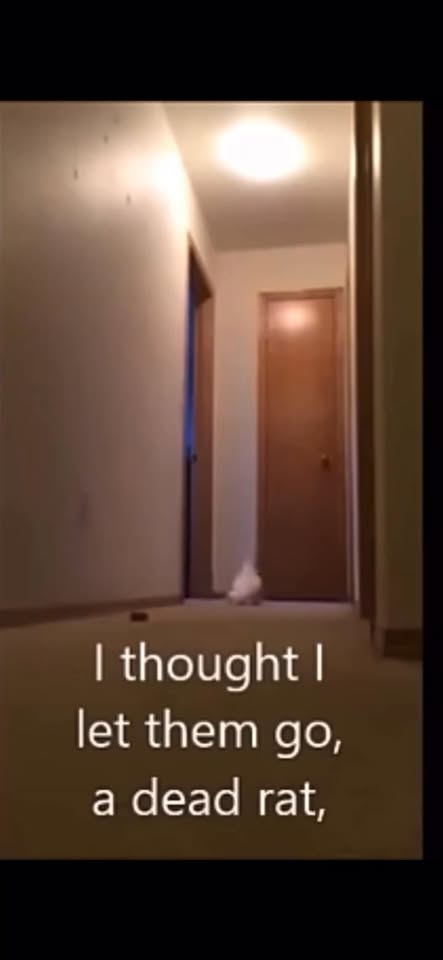 610524769 1370535078205585 3413327193168087239 n.jpg